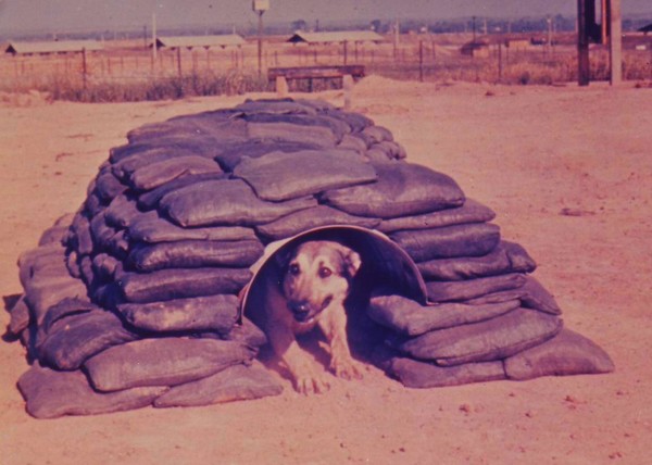 A dog crawls through a tunnel obstacle at the USARV Dog Training Detachment at Bien Hoa.